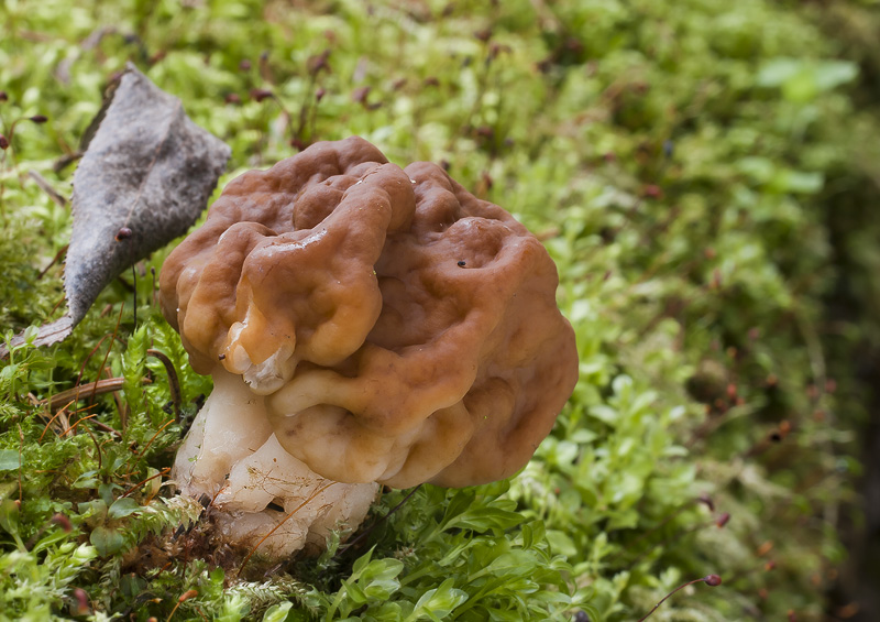 Gyromitra gigas